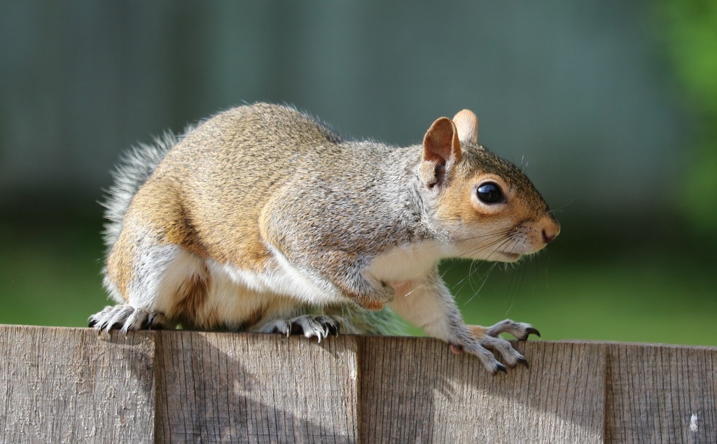 This image has an empty alt attribute; its file name is squirrel-1401509_1920.jpg